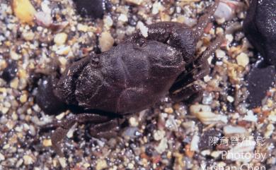 Ozius rugulosus Stimpson, 1858 皺紋團扇蟹