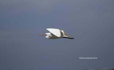 Egretta eulophotes (Swinhoe, 1860) 唐白鷺