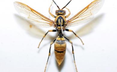 Polistes rothneyi Cameron, 1900 黑紋長腳蜂