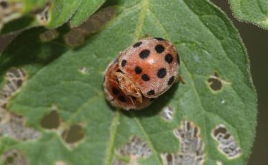 Henosepilachna boisduvali (Mulsant, 1850) 蘭嶼茄十二星瓢蟲