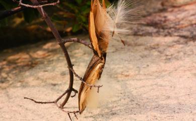 Strophanthus divaricatus Hook. & Arn. 羊角拗