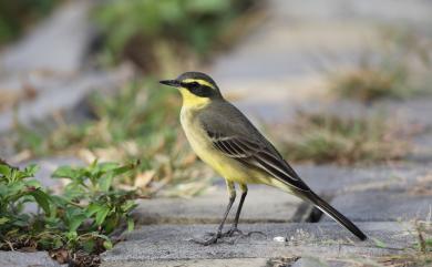 Motacilla tschutschensis taivana 東方黃鶺鴒