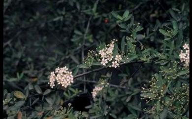 Pyracantha koidzumii 臺灣火刺木