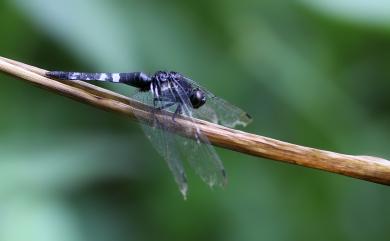 Orthetrum triangulare (Selys, 1878) 鼎脈蜻蜓