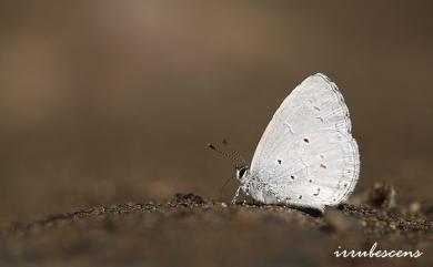 Celastrina lavendularis himilcon 細邊琉灰蝶