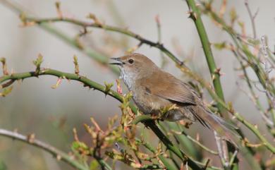 Locustella alishanensis (Rasmussen, Round, Dickinson & Rozendaal, 2000) 臺灣叢樹鶯