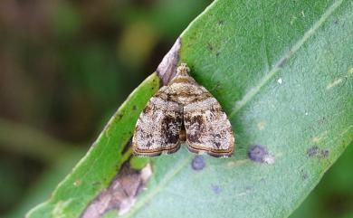 Choreutis ophiosema (Lower, 1896) 霧紋桑舞蛾