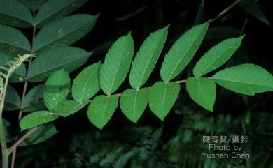Rhus chinensis var. roxburghii (DC.) Rehder 羅氏鹽膚木