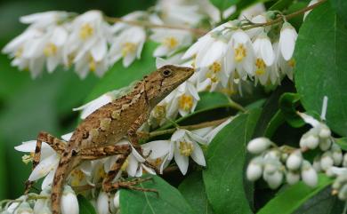 Diploderma swinhonis (Günther, 1864) 斯文豪氏攀蜥