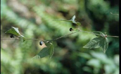 Passiflora suberosa 三角葉西番蓮