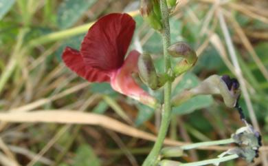 Macroptilium lathyroides 寬翼豆