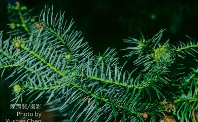 Cunninghamia konishii Hayata 巒大杉