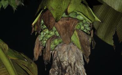 Ensete glaucum 象腿蕉