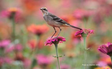 Motacilla tschutschensis taivana (Swinhoe, 1861) 東方黃鶺鴒(黃眉亞種)