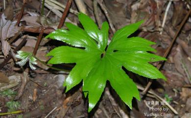Dipteris conjugata Reinw. 雙扇蕨