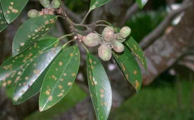 Michelia compressa var. lanyuensis S.Y.Lu 蘭嶼烏心石