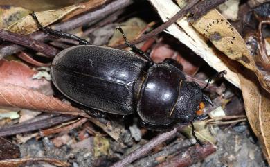 Serrognathus titanus sika (Kriesche, 1920) 臺灣扁鍬形蟲