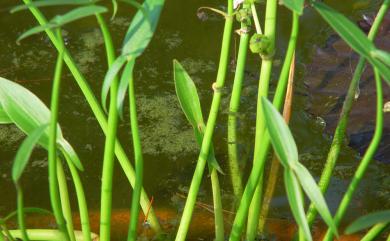 Sagittaria pygmaea Miq. 瓜皮草