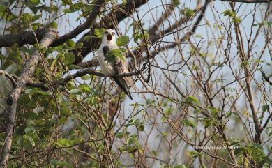 Elanus caeruleus vociferus (Latham, 1790) 黑翅鳶