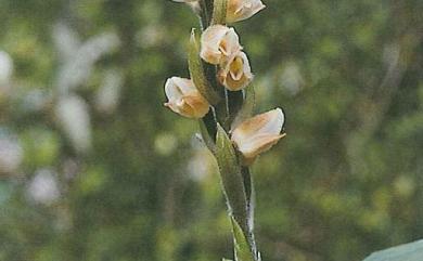 Goodyera foliosa (Lindl.) Benth. ex C.B.Clarke 厚唇斑葉蘭