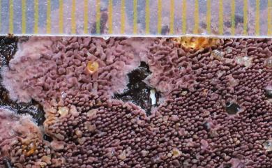 Pseudolagarobasidium subvinosum (Berk. & Broome) Sheng H. Wu, 1990 近紫紅偽壺擔菌
