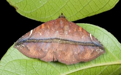 Condate purpurea (Hampson, 1902)