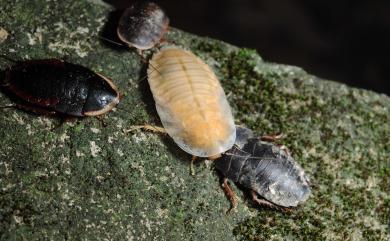 Opisthoplatia orientalis (Burmeister, 1838) 東方水蠊