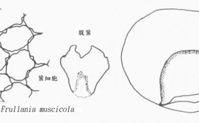 Frullania muscicola 盔瓣耳葉蘚