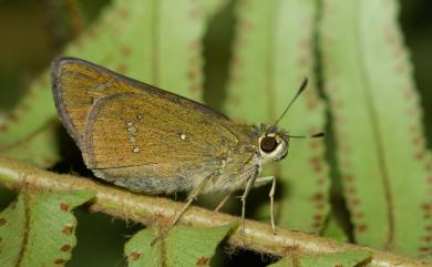 Pelopidas sinensis (Mabille, 1877) 中華褐弄蝶