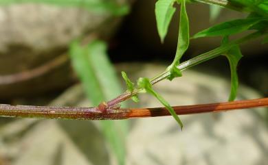 Xenostegia tridentata (L.) D.F. Austin & Staples 戟葉菜欒藤