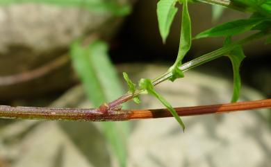 Xenostegia tridentata 戟葉菜欒藤