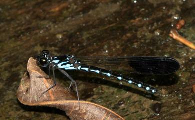 Heliocypha perforata perforata (Percheron, 1835) 棋紋鼓蟌