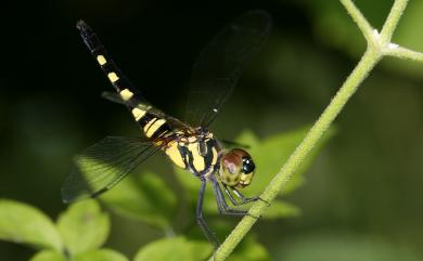 Brachydiplax chalybea flavovittata Ris, 1911 橙斑蜻蜓