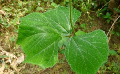 Pachyrhizus erosus (L.) Urb. 豆薯