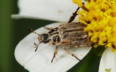 Blitopertha takasagoensis (Sawada, 1941) 臺灣胸紋金龜