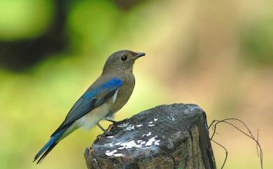 Cyanoptila cyanomelana cyanomelana (Temminck, 1829) 白腹琉璃