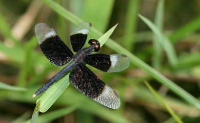 Neurothemis tullia tullia 雙截蜻蜓