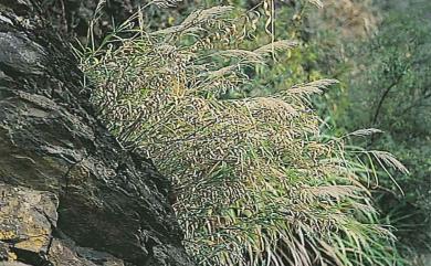 Arundo formosana 臺灣蘆竹