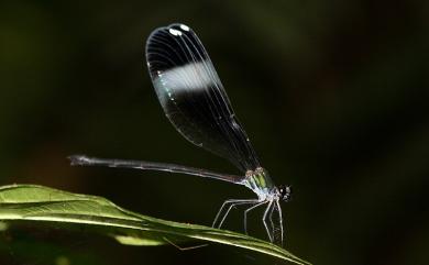 Psolodesmus mandarinus mandarinus McLachlan, 1870 中華珈蟌原名亞種