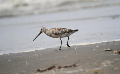 Limosa lapponica baueri 斑尾鷸