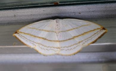 Ditrigona conflexaria micronioides (Strand, 1917) 圓燕鉤蛾
