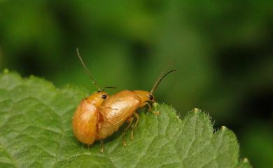 Monolepta gracilipes Chujo, 1938 黃長腳螢金花蟲