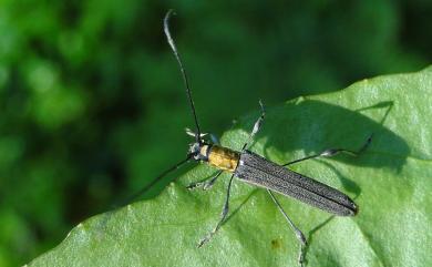 Cleomenes auricollis Kano, 1933 霧社粗腿細天牛