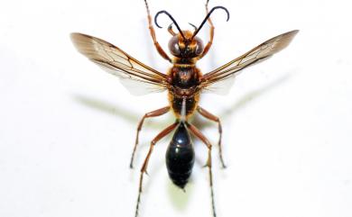 Sphecidae Latreille, 1802 細腰蜂科