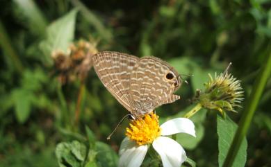 Nacaduba kurava therasia Fruhstorfer, 1916 大娜波灰蝶