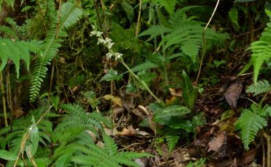 Goodyera daibuzanensis 大武斑葉蘭