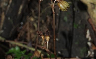 Gastrodia gracilis Blume 細赤箭