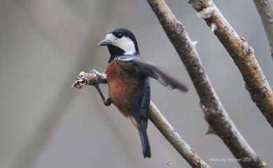 Sittiparus castaneoventris Gould, 1862 赤腹山雀