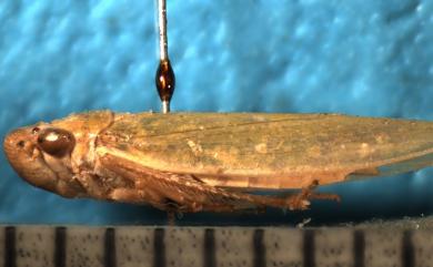 Cicadella viridis (Linnaeus, 1758) 大青葉蟬