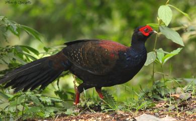 Lophura swinhoii (Gould, 1863) 藍腹鷴